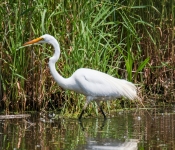 2016 06 11 WildLife MPLS 144